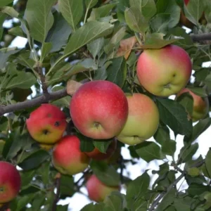 manzana fierro
