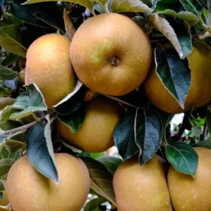 manzana reineta