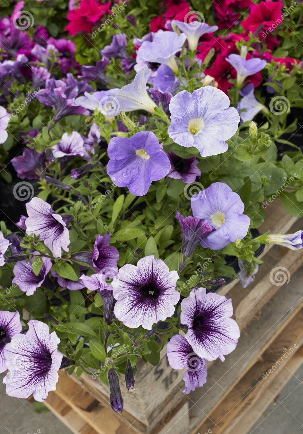 Petunia - Imagen 2