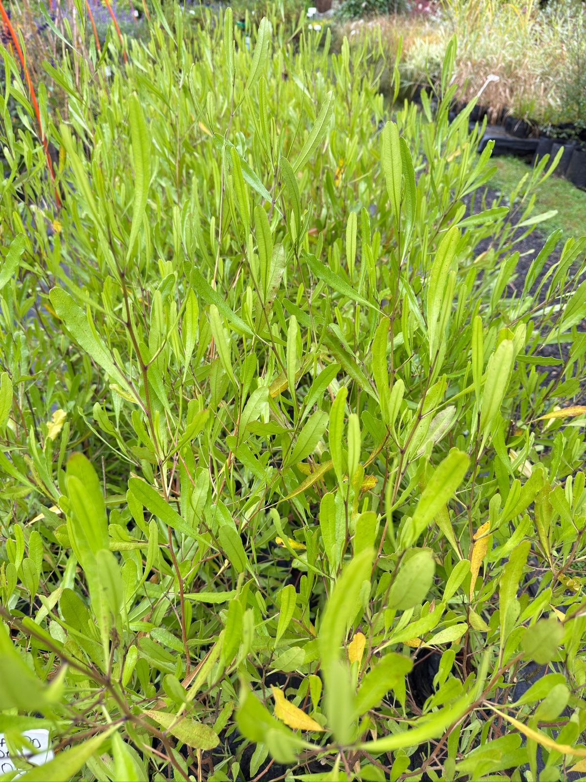 Stenocarpus Verde