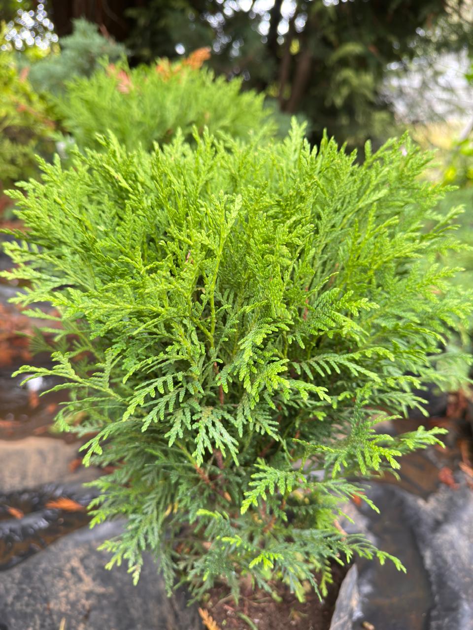 Thuja Occidentalis