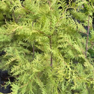 Thuja Rheingold