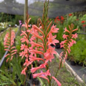 Watsonia Salmón