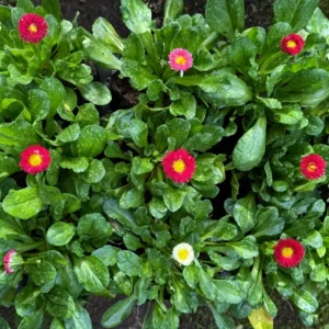 Bellis flor