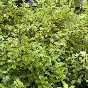 PITTOSPORUM TENUIFOLIUM