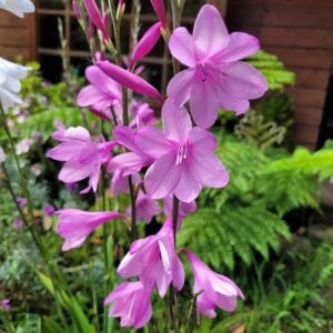 WATSONIA ROSADA