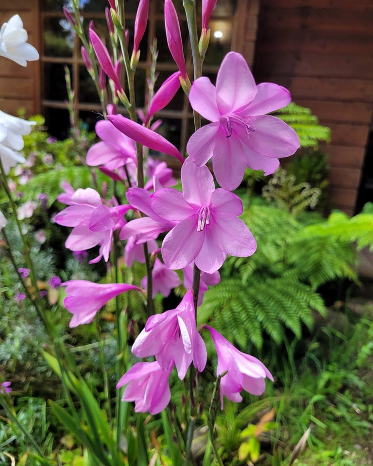 WATSONIA ROSADA