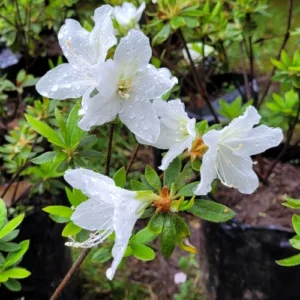 Azalea Blanca