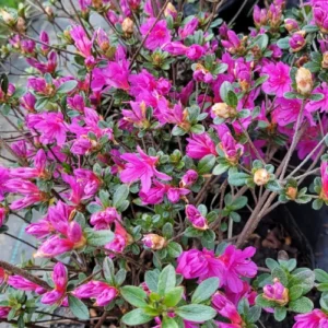 Azalea Microphilla