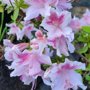 Azalea Payasa o Iveriana