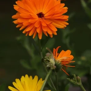 calendula