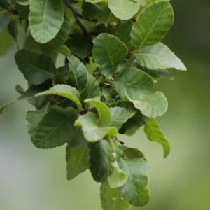 HUALO
