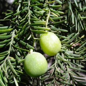 lleuque fruto