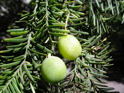 lleuque fruto