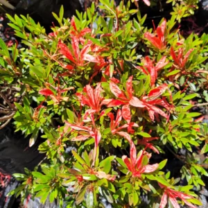 AZALEA FOSFORITO O NOTRO
