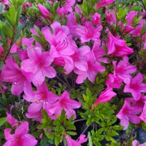 Azalea morada