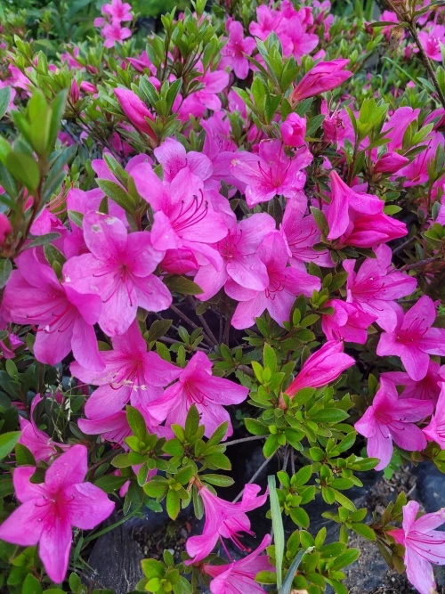 Azalea morada