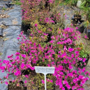 Azalea Microphilla