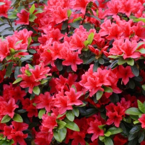 azalea roja
