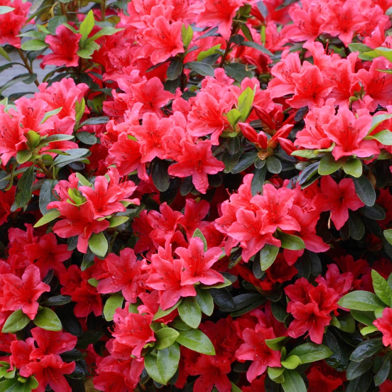 azalea roja