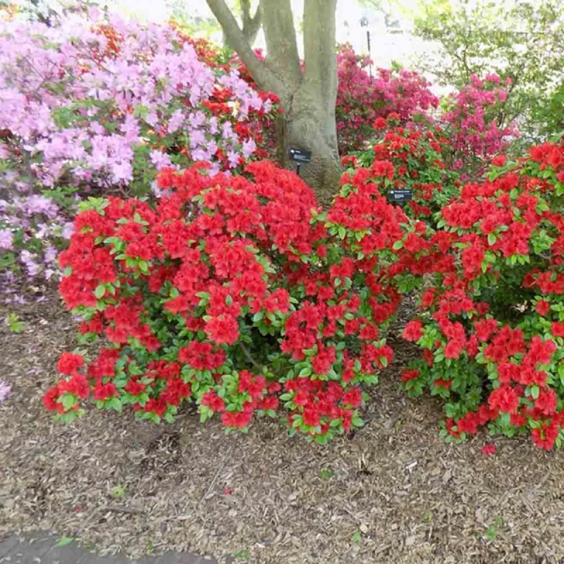 Azalea Roja - Imagen 2