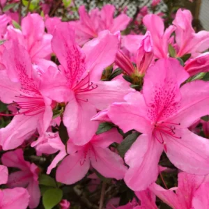Azalea Rosada
