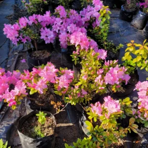 azalea