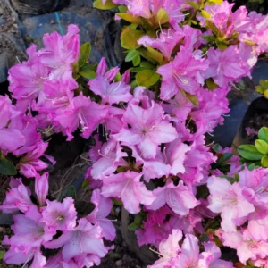 Azalea rosada de verano
