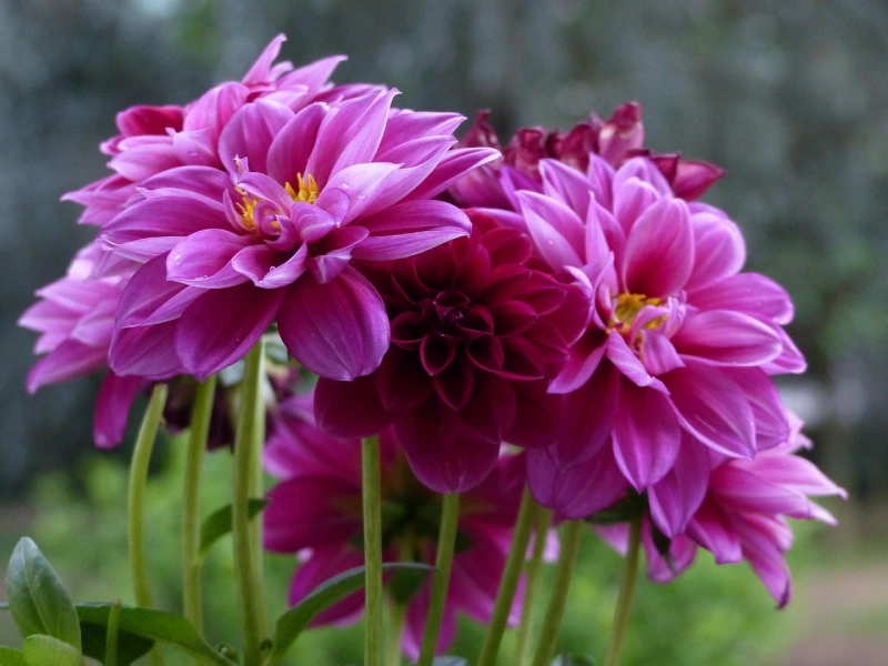 dalia fucsia