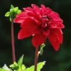 dalia roja