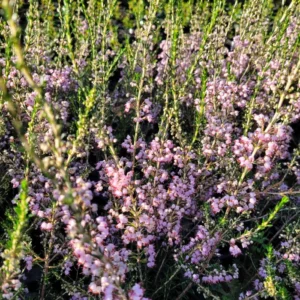 Erica arbustiva rosada