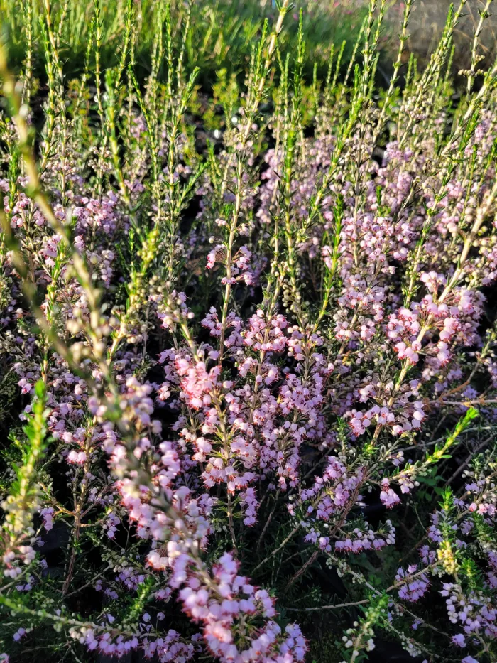 Erica arbustiva rosada