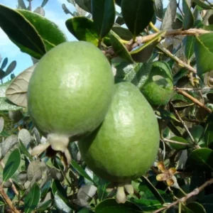 Feijoa