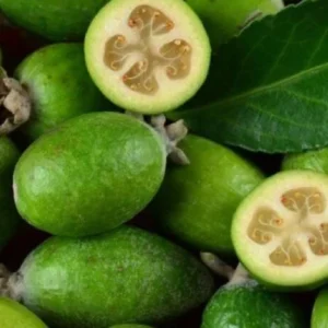 Feijoa