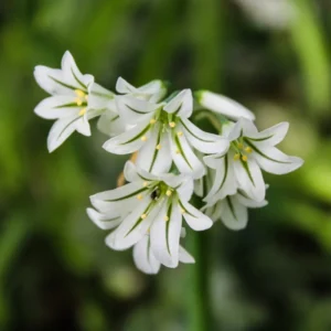 Lagrima de la virgen flor