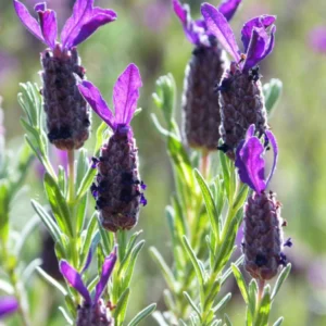 Lavanda bandera