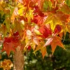 Liquidambar