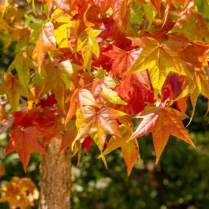 Liquidambar