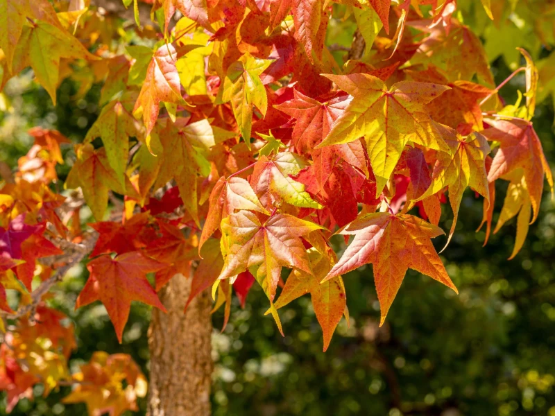 Liquidambar