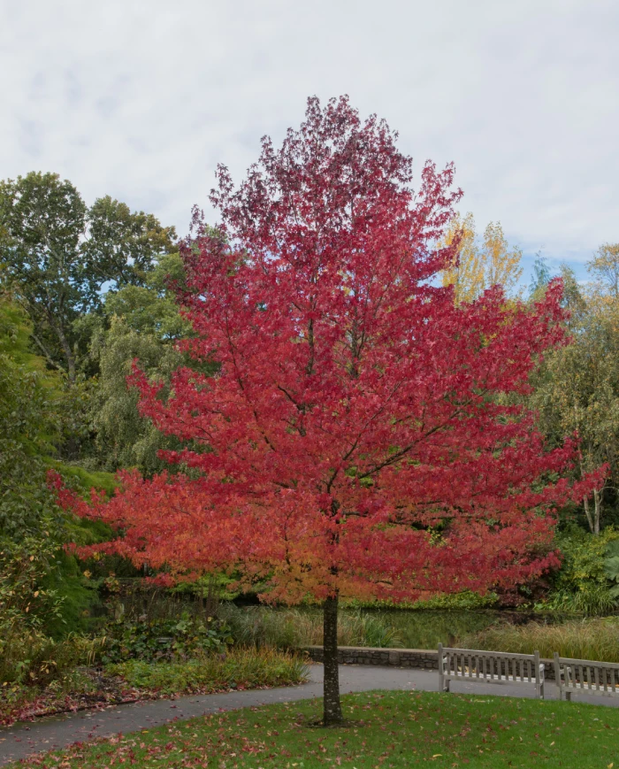 LIQUIDAMBAR - Imagen 3