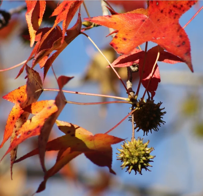 LIQUIDAMBAR - Imagen 2