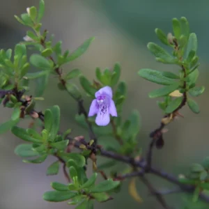 Menta de arbol