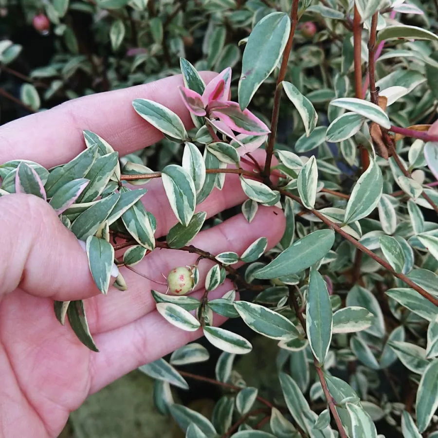 Murta variegada