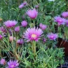 rayito de sol rosado