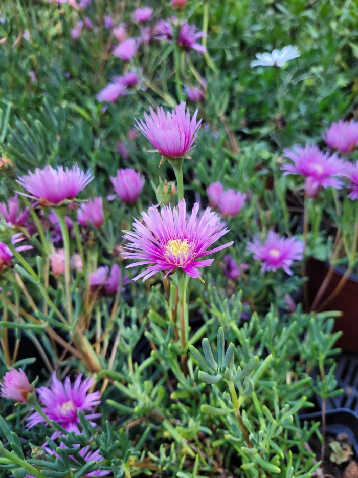 rayito de sol rosado