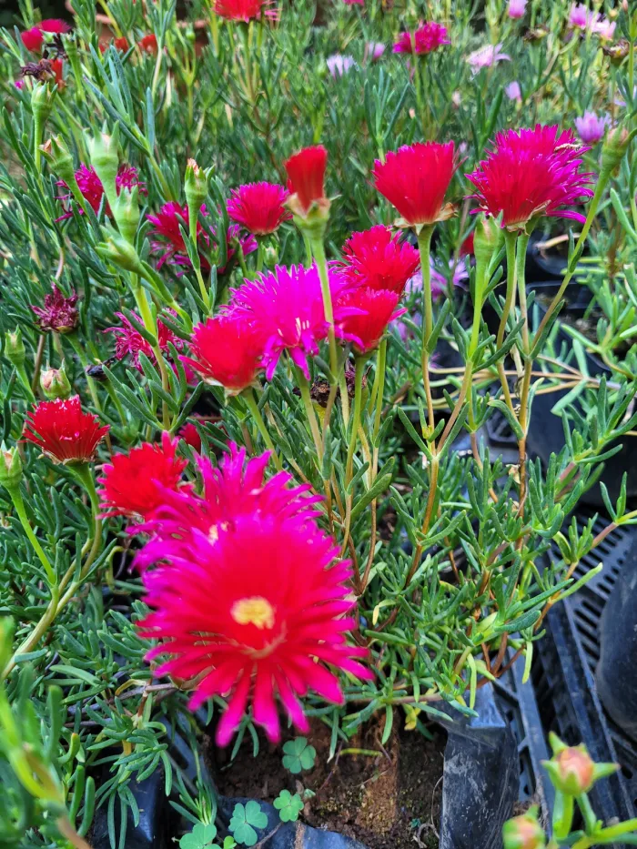 Rayito de Sol Rojo