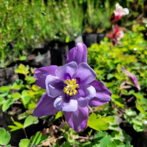 Aquilegia