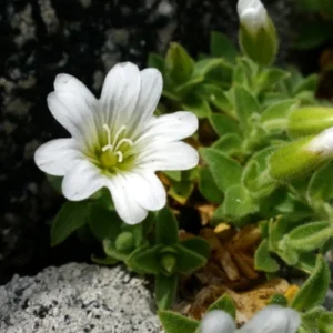 Cerastium
