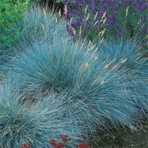 Festuca