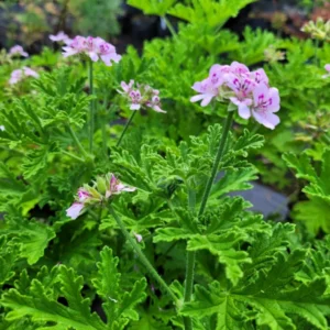 Malvarrosa flor